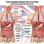 oesophagus or esophagus